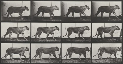 Plate Number 728. Lioness walking by Eadweard Muybridge, photograph, 1887