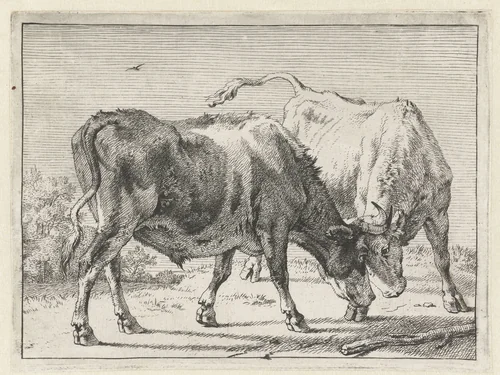Twee vechtende ossen by Paulus Potter, print, 1650
