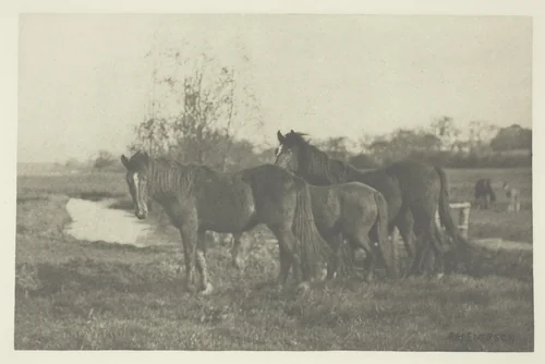 Colts on a Norfolk Marsh by Peter Henry Emerson, print, 1883-1887
