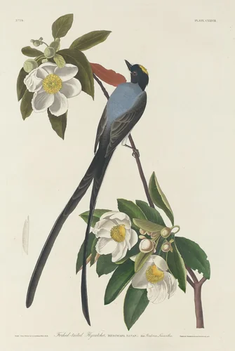 Forked-tail Flycatcher by Robert Havell, Jr.; John James Audubon, print, 1833