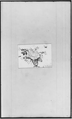 Flower (from Sketchbook) by John William Casilear, artwork, 1811-1893