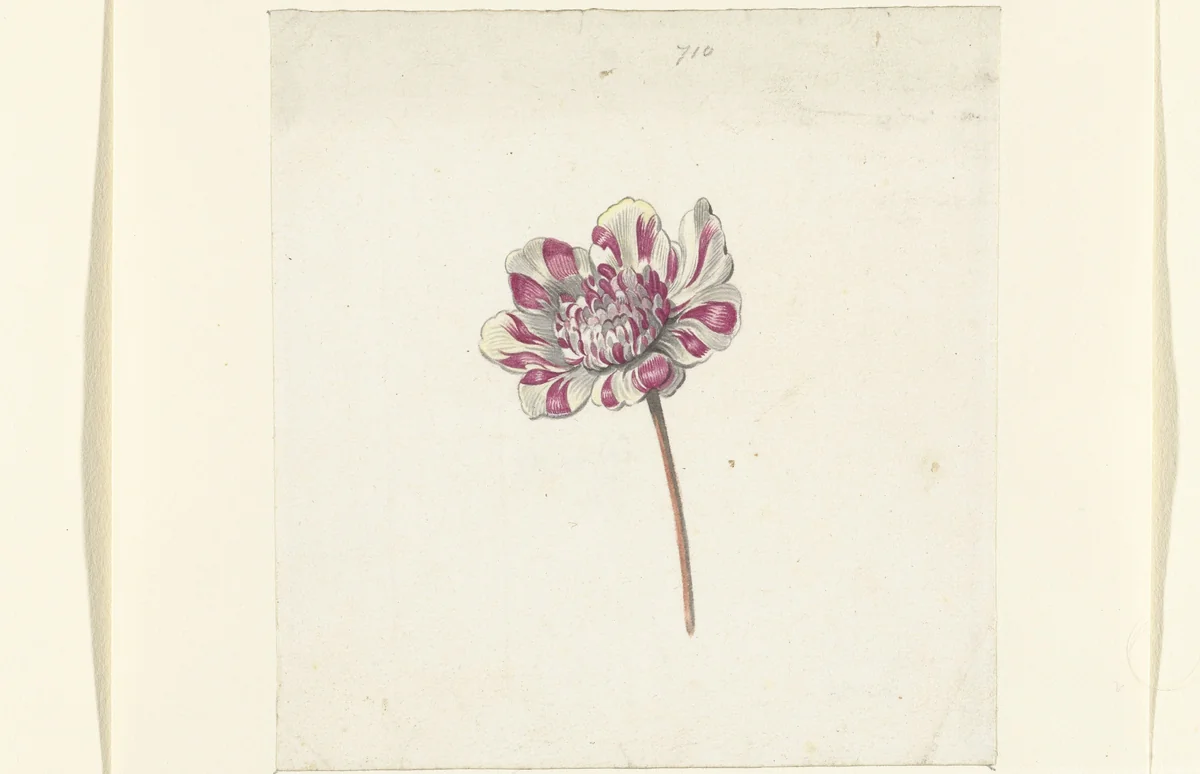Rood-witte bloem by Anna Cornelia Moda, drawing, 1600-1699