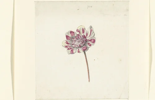 Rood-witte bloem by Anna Cornelia Moda, drawing, 1600-1699