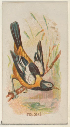 Troupial, from the Song Birds of the World series (N23) for Allen & Ginter Cigarettes by Allen & Ginter, print, 1890