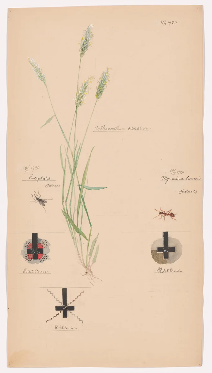 Anthoxanthum odoratum (Sweet Vernalgrass), Culicidae (Mosquito), Myrmica rubra (European Fire Ant). Sheet 37 from the portfolio Nature Studies by Hilma af Klint, drawing, 1920