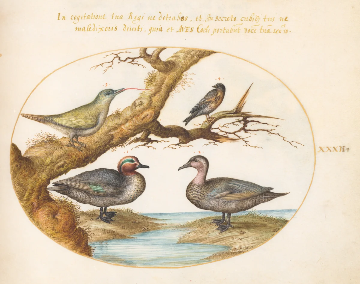 Plate 32: A Green-Winged Teal, a Juvenile Green Woodpecker, and Two Other Birds by Joris Hoefnagel, drawing, 1570-1599