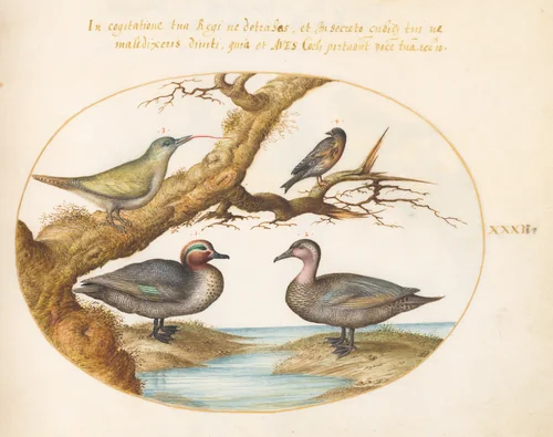 Plate 32: A Green-Winged Teal, a Juvenile Green Woodpecker, and Two Other Birds by Joris Hoefnagel, drawing, 1570-1599