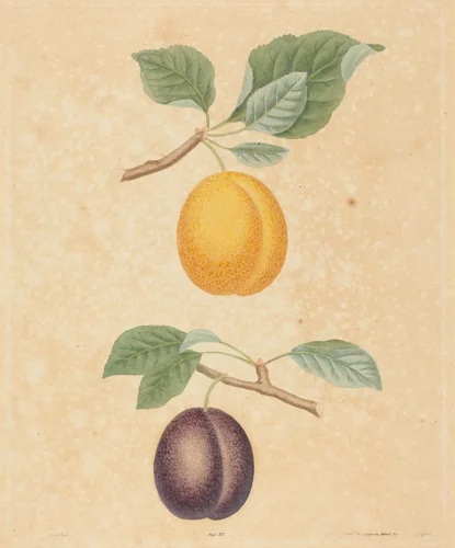 Two Plums by George Brookshaw, print, 1817