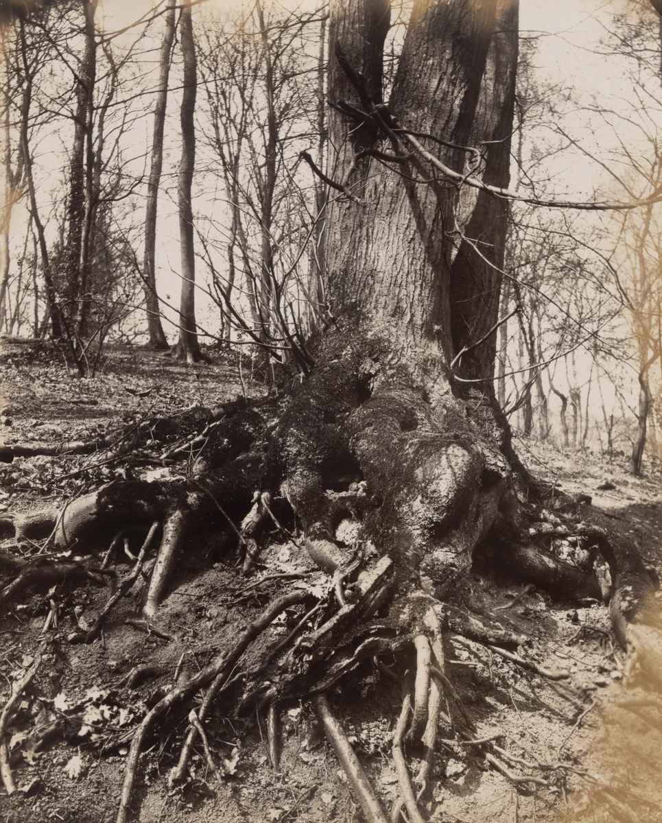 Saint-Cloud by Eugène Atget, photograph, 1910