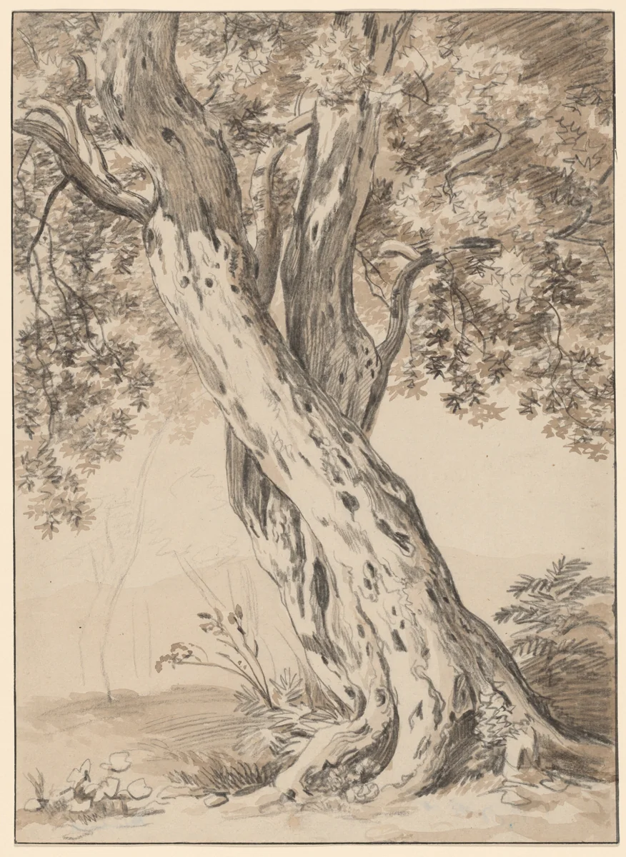 Two Intertwined Oak Trees by Johann Christian Reinhart, drawing, 1795-1805
