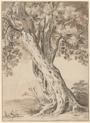 Two Intertwined Oak Trees by Johann Christian Reinhart, drawing, 1795-1805