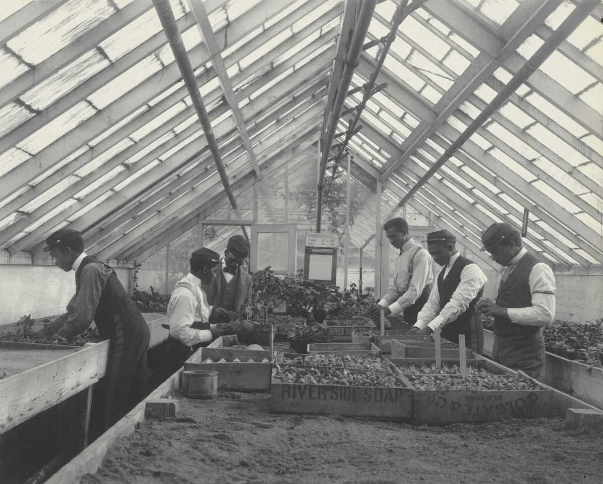 Agriculture - Plant life. Propagating by Frances Benjamin Johnston, photograph, 1899