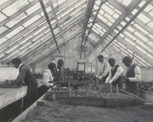 Agriculture - Plant life. Propagating by Frances Benjamin Johnston, photograph, 1899