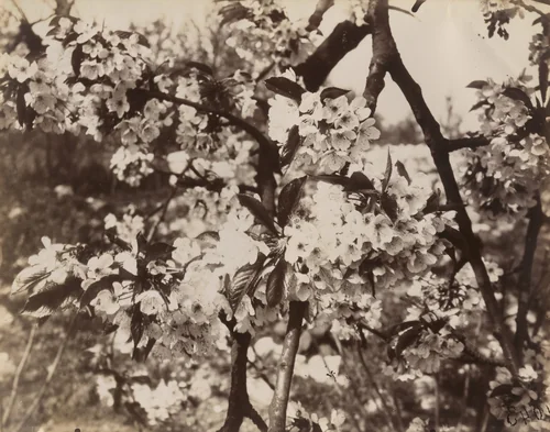Cerisier by Eugène Atget, photograph, 1921