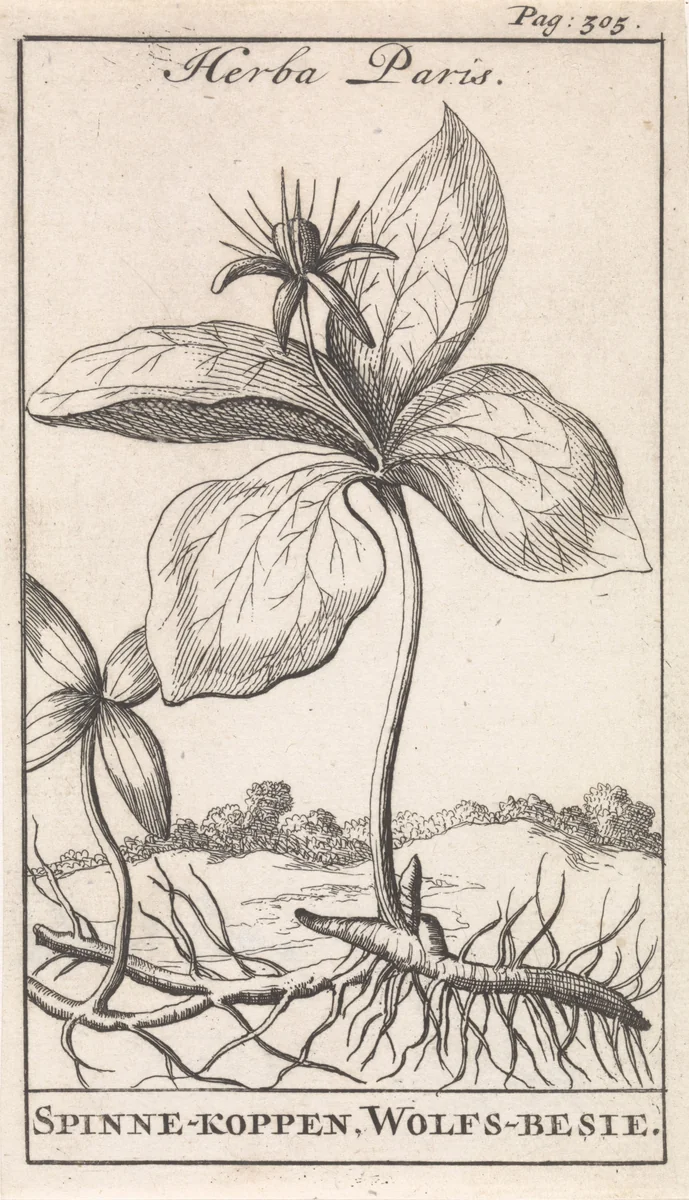 Eenbes by Caspar Luyken, print, 1698
