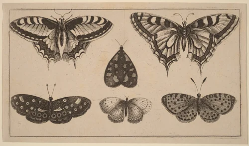 Five Butterflies and a Moth by Wenceslaus Hollar, print, 1644-1652