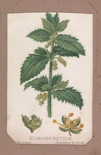 Stinging Nettle from the Plants series by Louis Prang & Co., print, 1862-1869