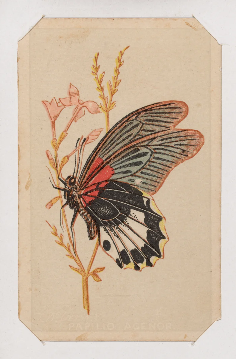 Butterfly card from the Butterflies and Moths of America series by Louis Prang & Co., print, 1862-1869