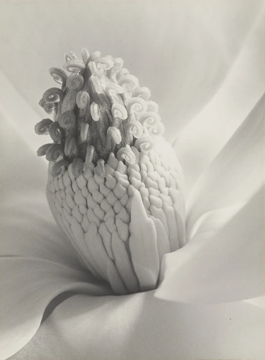 Magnolia Blossom, Tower of Jewels by Imogen Cunningham, photograph, 1925