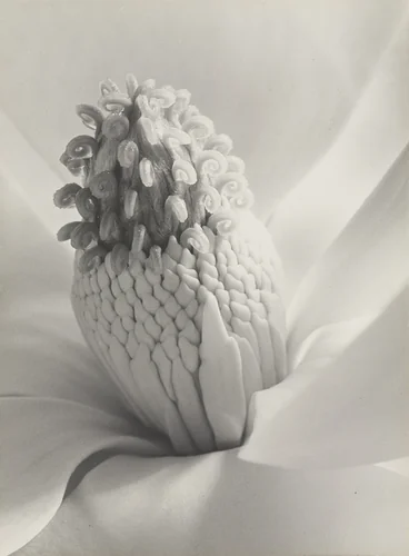 Magnolia Blossom, Tower of Jewels by Imogen Cunningham, photograph, 1925