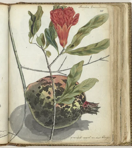 Pomegranate by Jan Brandes, drawing, 1779-1787