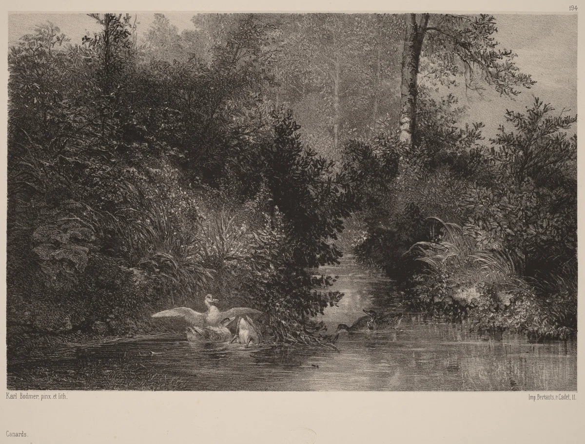 Canards by Karl Bodmer, print, 1809-1893