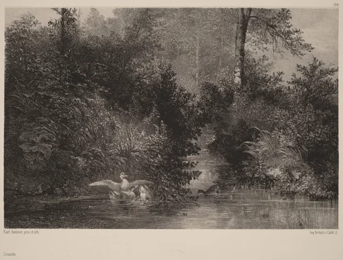 Canards by Karl Bodmer, print, 1809-1893