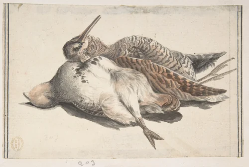 Dead Birds by Count Giorgio Durante, drawing, 1685-1755