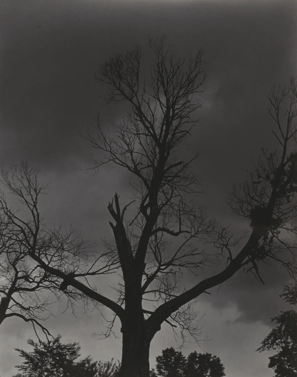 Tree Set 4 by Alfred Stieglitz, photograph, 1924