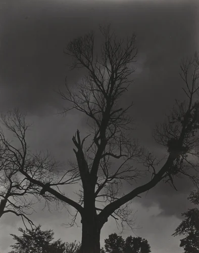 Tree Set 4 by Alfred Stieglitz, photograph, 1924