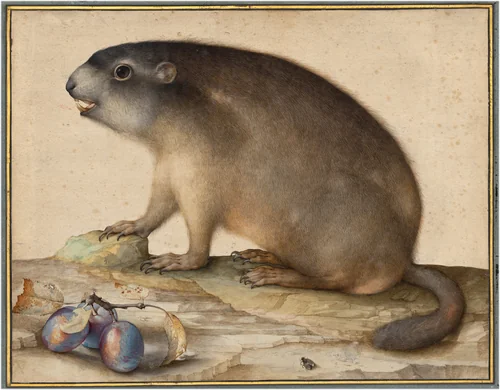 A Groundhog or Marmot with a Branch of Plums by Jacopo Ligozzi, drawing, 1605