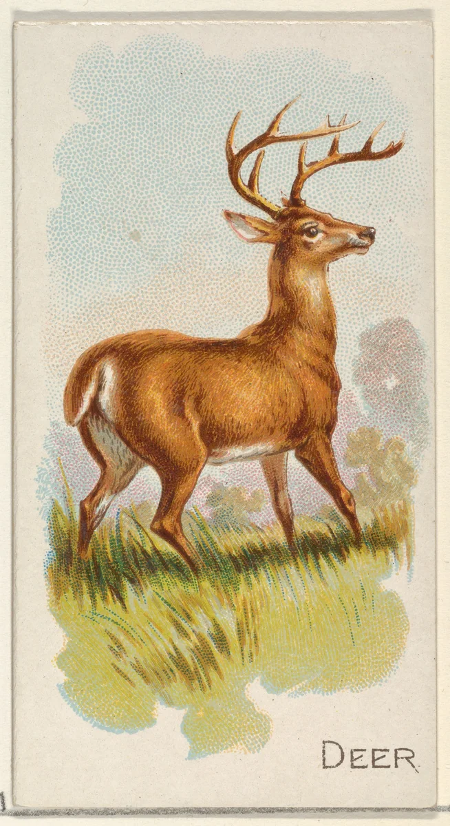 Deer, from the Quadrupeds series (N21) for Allen & Ginter Cigarettes by Allen & Ginter, print, 1890