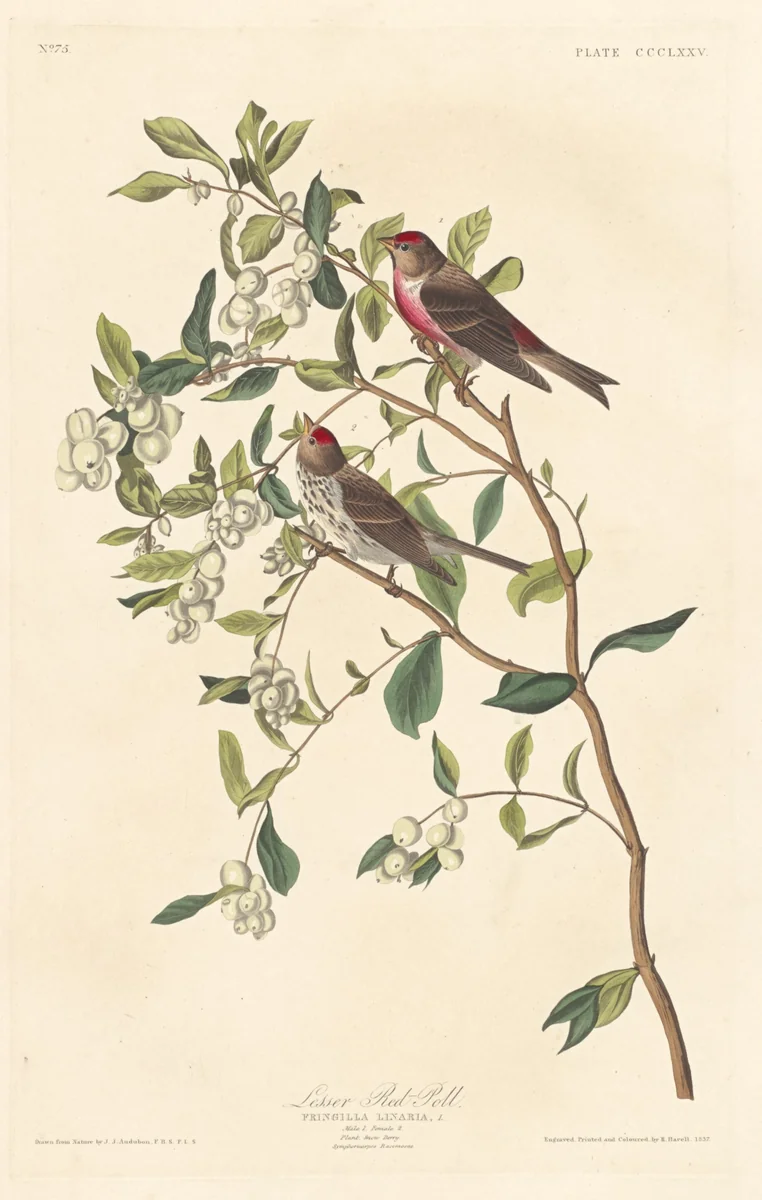 Lesser Red-poll by Robert Havell, Jr.; John James Audubon, print, 1837