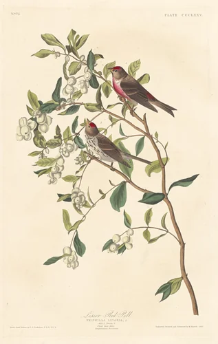 Lesser Red-poll by Robert Havell, Jr.; John James Audubon, print, 1837