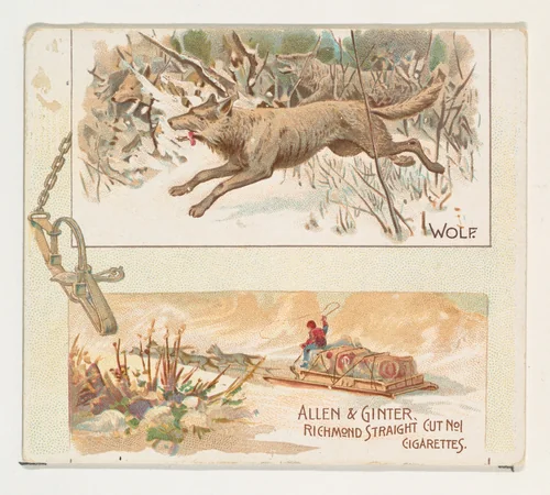 Wolf, from Quadrupeds series (N41) for Allen & Ginter Cigarettes by Allen & Ginter, print, 1890