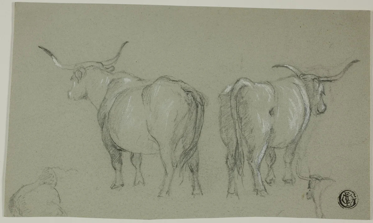 Sketches of White Cattle from the Maremma by Unknown Artist, drawing, 1800-1899