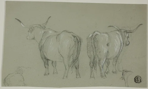 Sketches of White Cattle from the Maremma by Unknown Artist, drawing, 1800-1899