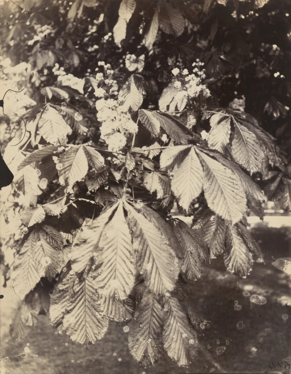 Marronnier by Eugène Atget, photograph, 1900