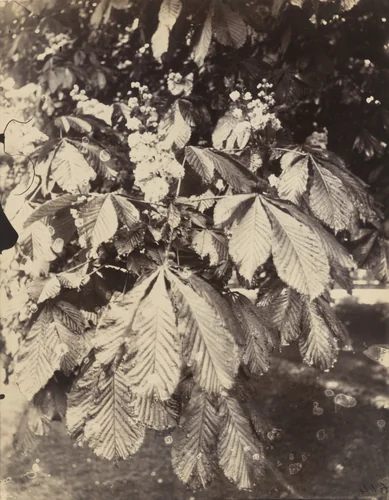 Marronnier by Eugène Atget, photograph, 1900