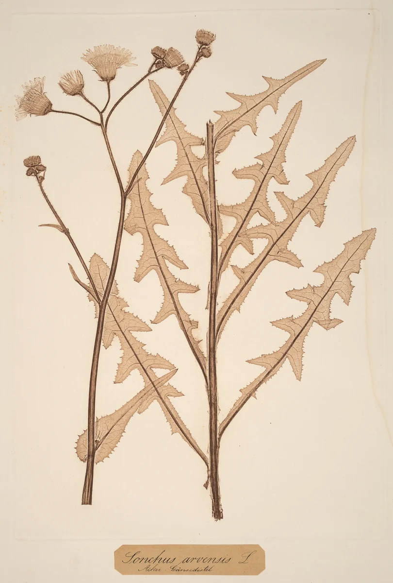 Sonchus arvensis by Constetin von Ettinghausen, print, 1856