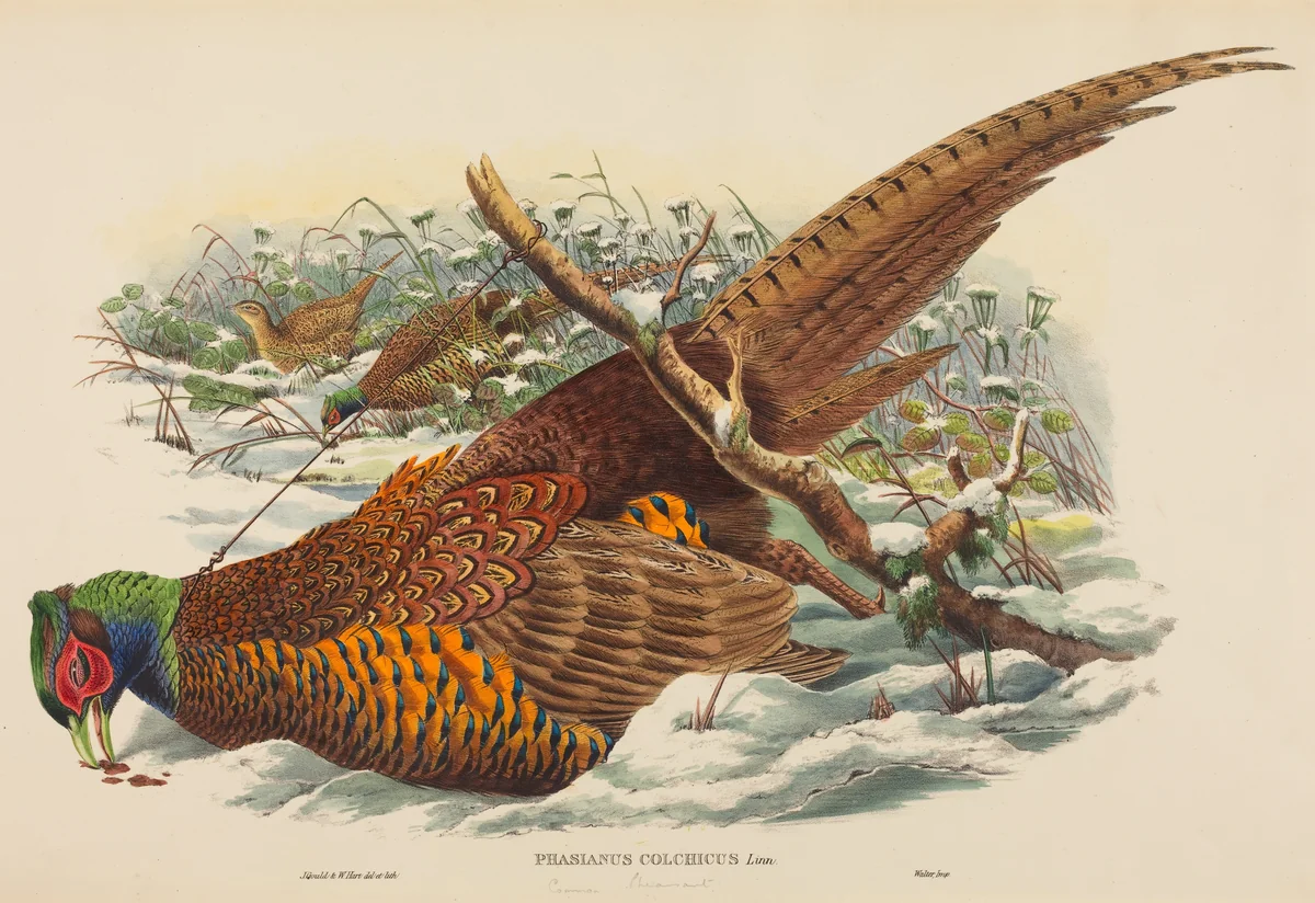 Phasianus colchicus (Ring-necked Pheasant) by W. Hart; John Gould, print, 1804-1881