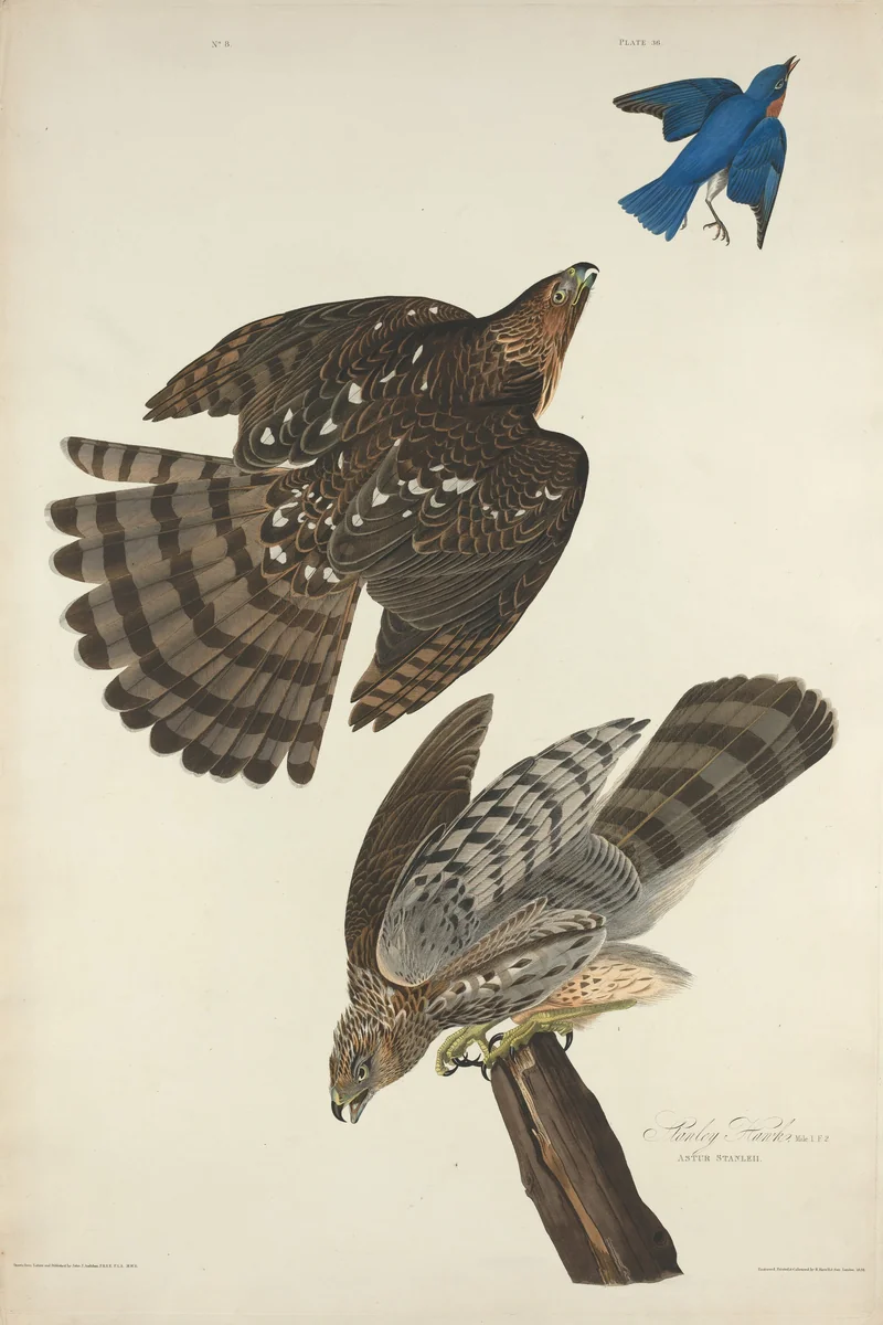 Stanley Hawk by Robert Havell, Jr.; John James Audubon, print, 1828