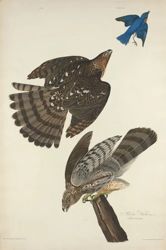 Stanley Hawk by Robert Havell, Jr.; John James Audubon, print, 1828