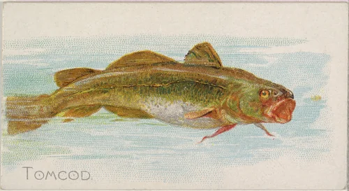 Tomcod, from the Fish from American Waters series (N8) for Allen & Ginter Cigarettes Brands by Allen & Ginter, print, 1889