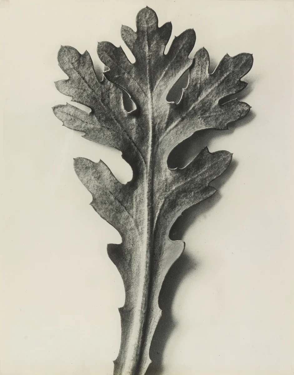 Chrysanthemum segetum (Feverfew Enlarged 8 Times), by Karl Blossfeldt, photograph, 1898