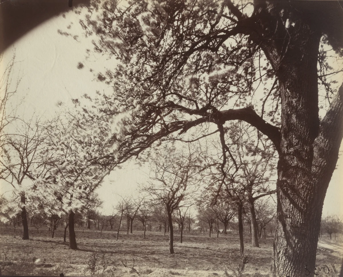 Poirier by Eugène Atget, photograph, 1921