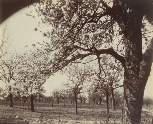 Poirier by Eugène Atget, photograph, 1921