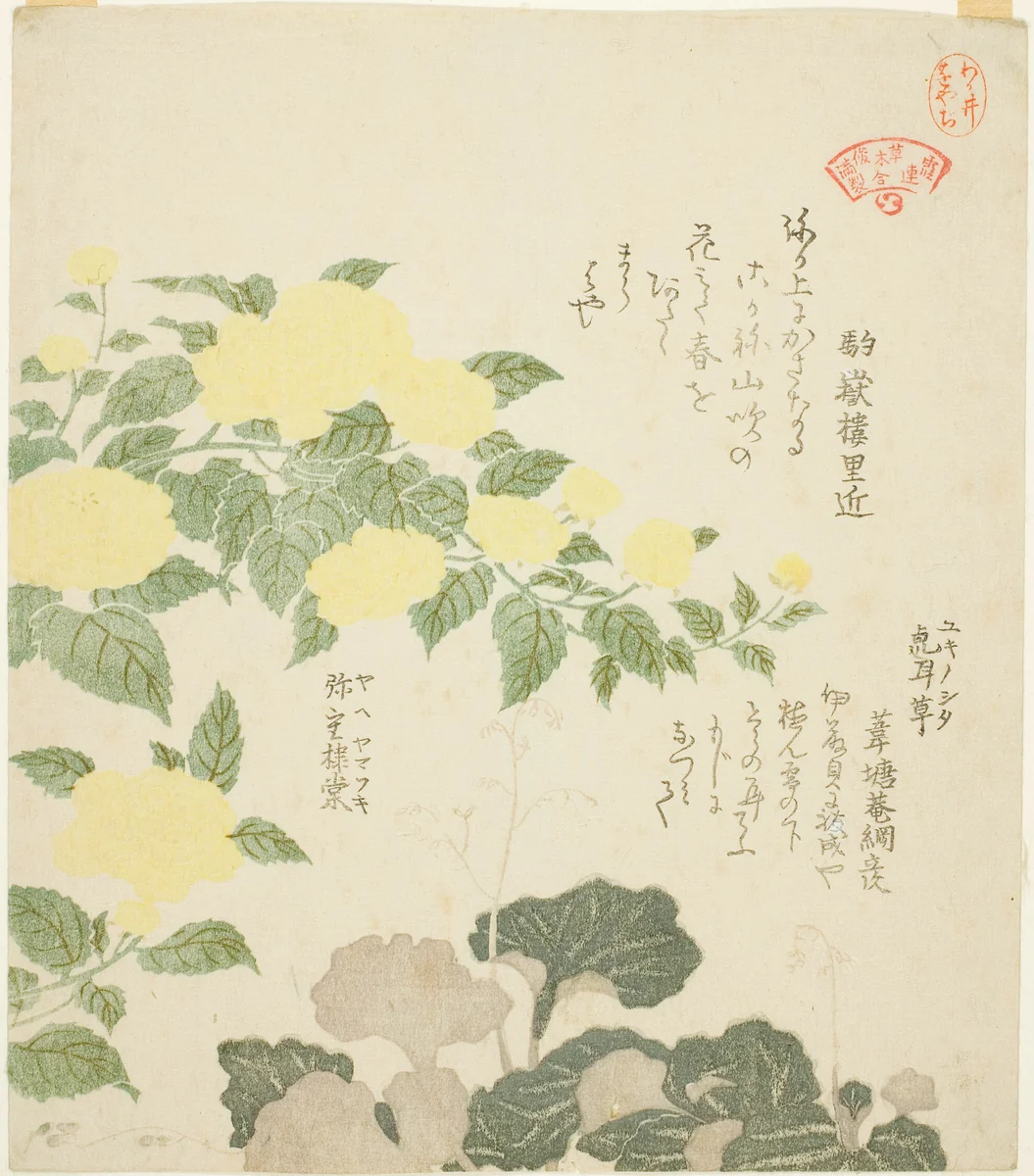 Yellow Roses (Yae yamabuki) and Creeping Saxifrages (Yukinoshita), from the series "Collection of Plants for the Kasumi Poetry Circle (Kasumi-ren somoku awase)" by Kubo Shunman (窪俊満), print, 1810-1819