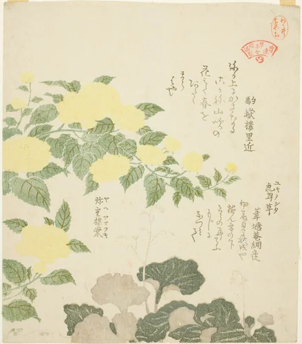 Yellow Roses (Yae yamabuki) and Creeping Saxifrages (Yukinoshita), from the series "Collection of Plants for the Kasumi Poetry Circle (Kasumi-ren somoku awase)" by Kubo Shunman (窪俊満), print, 1810-1819