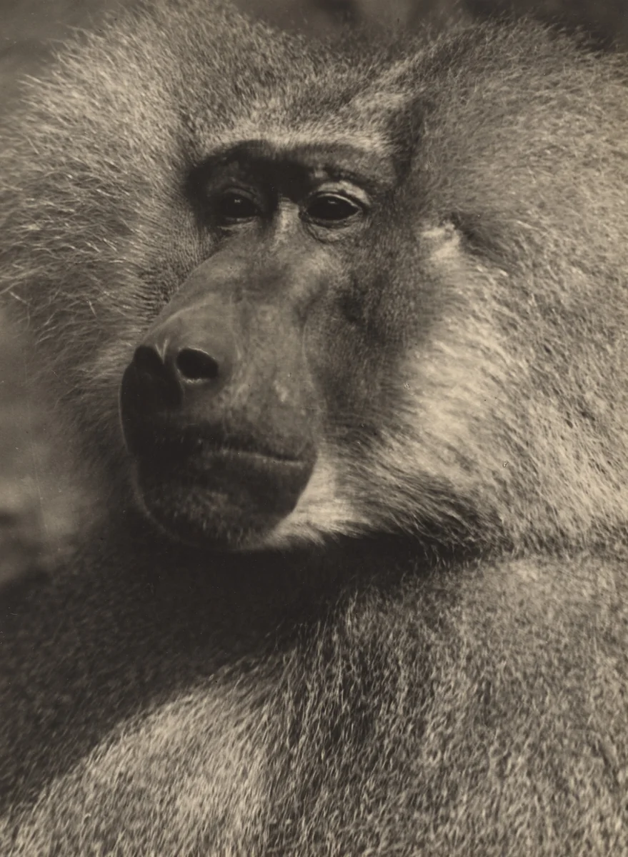 Hamadryas Baboon by Albert Renger-Patzsch, photograph, 1928